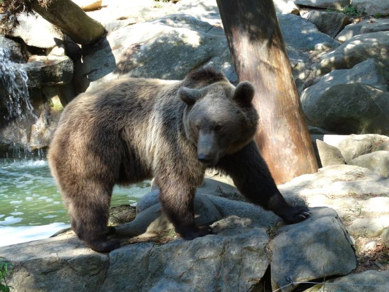 Ours brun (Ursus arctos)