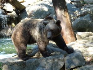 Ours brun (Ursus arctos)
