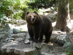 Ours brun du Kamtchatka (Ursus arctos beringianus)