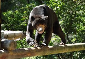 Ours malais (Helarctos malayanus)