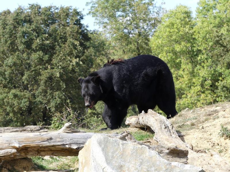 Ours noir (Ursus americanus)