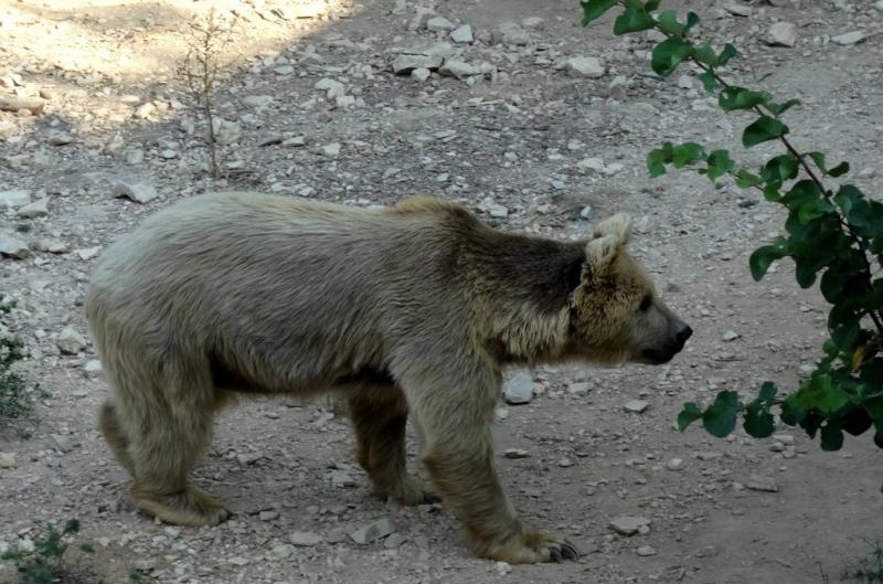 Ours brun de Syrie (Ursus arctos syriacus)