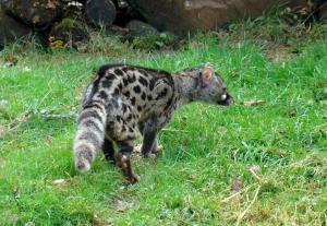 Genette d'Europe (Genetta genetta)