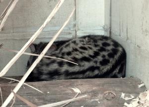 Genette tigrine (Genetta tigrina)
