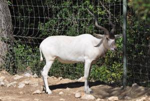Addax (Addax nasomaculatus)