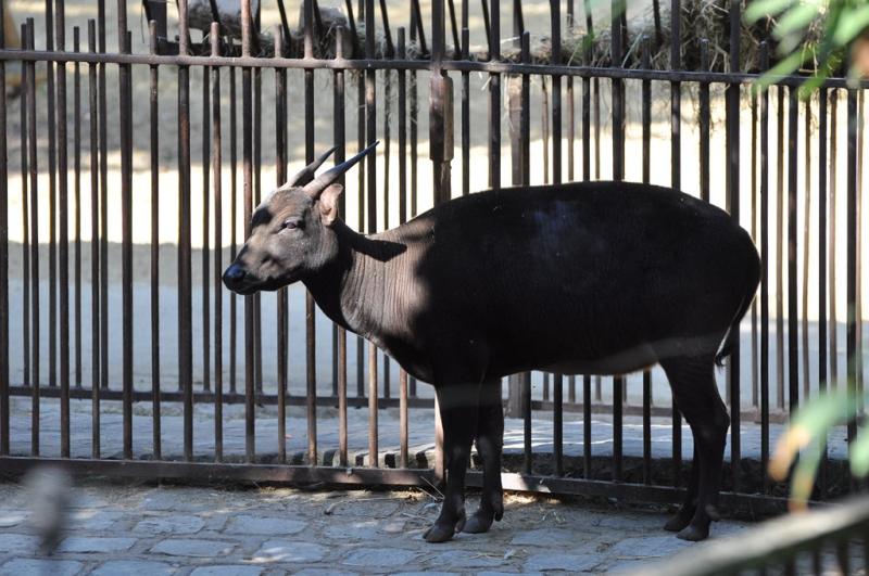 Anoa des plaines (Bubalus depressicornis)