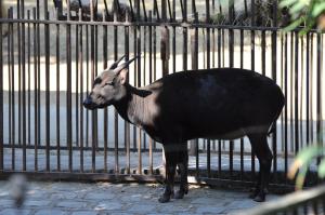 Anoa des plaines (Bubalus depressicornis)