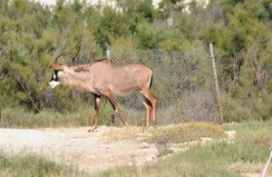 Antilope rouanne (Hippotragus equinus)