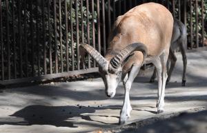 Arkal (Ovis orientalis)