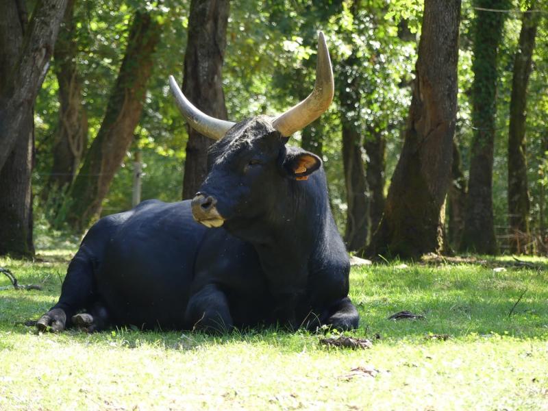 Aurochs de Heck (Bos primigenius)