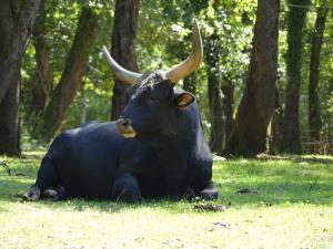 Aurochs de Heck (Bos primigenius)