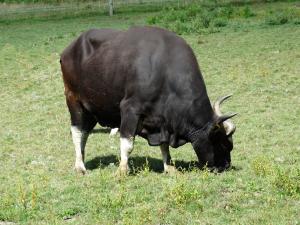 Banteng (Bos javanicus javanicus)