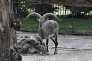 Bharal (Pseudois nayaur)