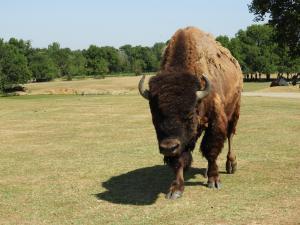 Bison des bois (Bison bison athabascae)