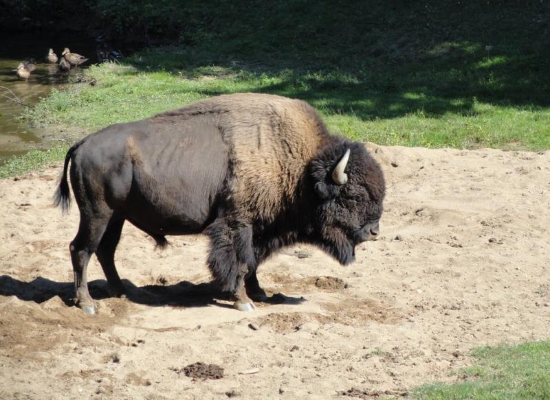 Bison d'Amérique du Nord (Bison bison)