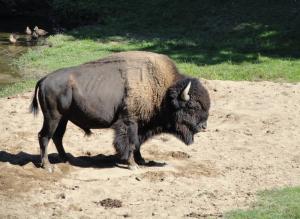 Bison d'Amérique du Nord (Bison bison)