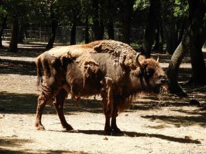 Bison d'Europe (Bison bonasus)