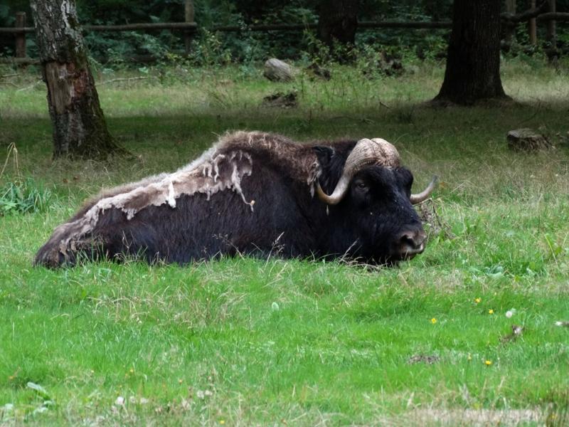 Boeuf musqué (Ovibos moschatus)