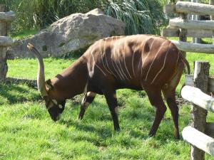 Bongo (Tragelaphus eurycerus isaaci)
