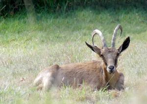 Bouquetin de Nubie (Capra nubiana)