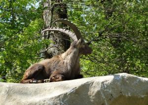 Bouquetin des Alpes (Capra ibex)