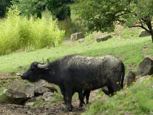 Buffle d'eau (Bubalus bubalis)