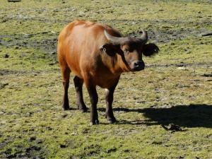 Buffle nain (Syncerus caffer nanus)