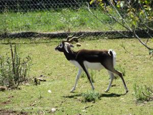 Cervicapre (Antilope cervicapra)