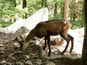 Chamois (Rupicapra rupicapra rupicapra)