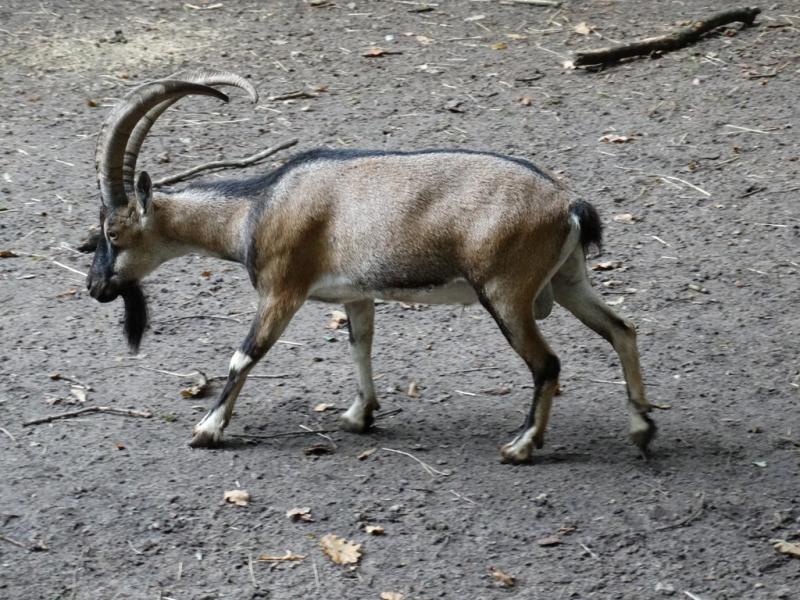 Chèvre de Crète (Capra aegagrus creticus)