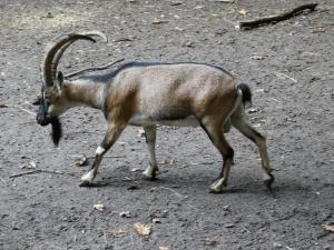 Chèvre de Crète (Capra aegagrus creticus)