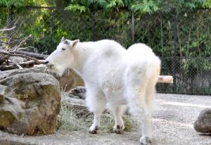 Chèvre des montagnes rocheuses (Oreamnos americanus)
