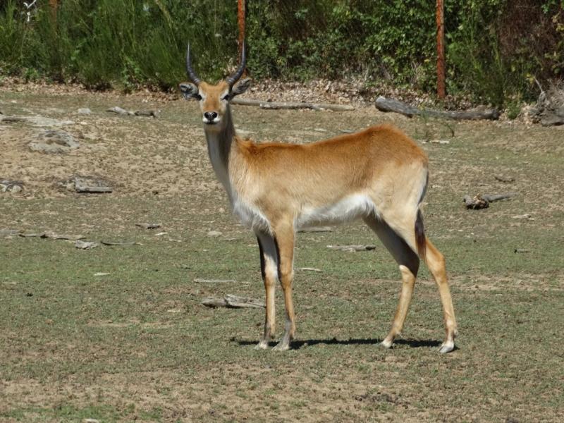 Cobe de Lechwe (Kobus leche)