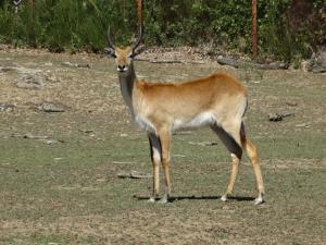 Cobe de Lechwe (Kobus leche)