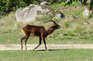 Cobe de Mrs. Gray (Kobus megaceros)