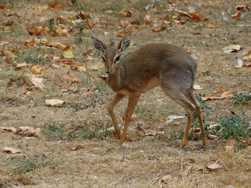 Dik-dik de Kirk (Madoqua kirkii)