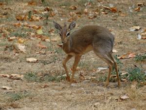 Dik-dik de Kirk (Madoqua kirkii)