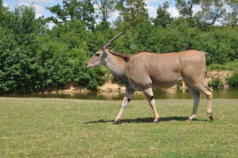 Eland du Cap (Tragelaphus oryx)