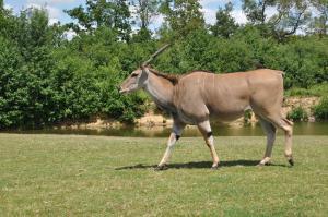 Eland du Cap (Tragelaphus oryx)