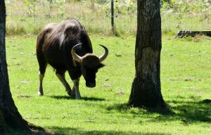 Gaur (Bos gaurus)