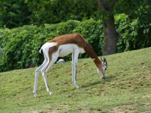 Gazelle de Mhorr (Nanger dama mhorr)