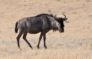 Gnou bleu (Connochaetes taurinus)