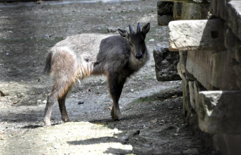 Goral de Chine (Naemorhedus griseus)