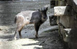 Goral de Chine (Naemorhedus griseus)
