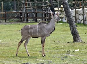 Grand koudou (Tragelaphus strepsiceros)