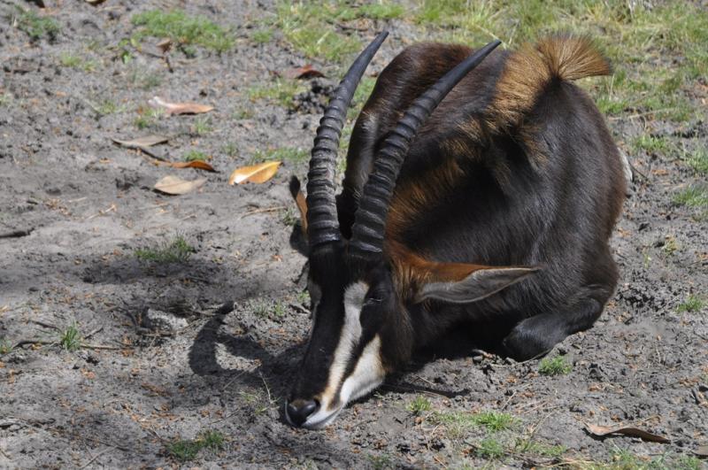 Hippotrague noir (Hippotragus niger)