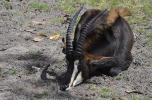 Hippotrague noir (Hippotragus niger)