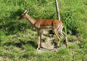 Impala (Aepyceros melampus)