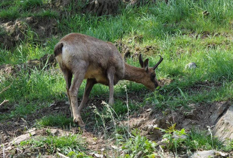 Isard (Rupicapra pyrenaica)
