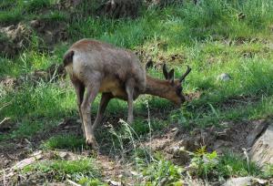 Isard (Rupicapra pyrenaica)